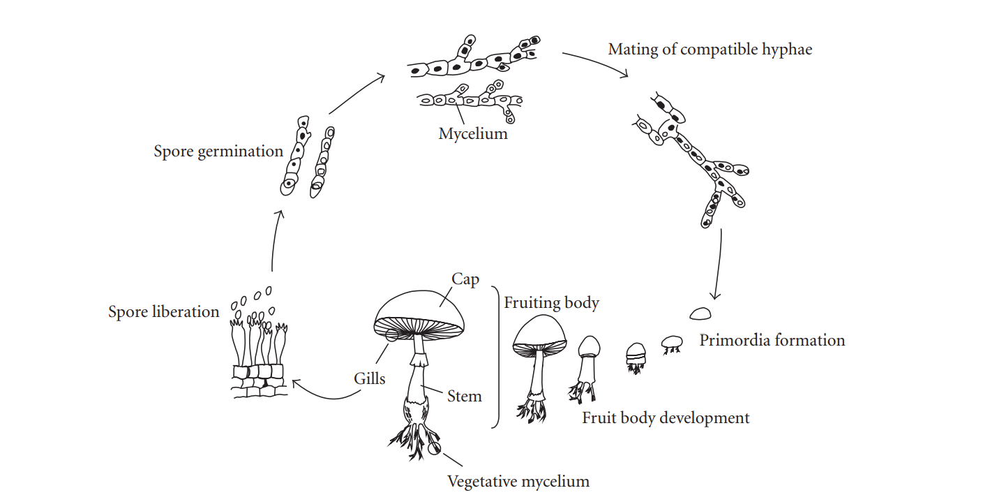 Lifecycle of fungi