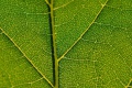Leaf veins.jpg